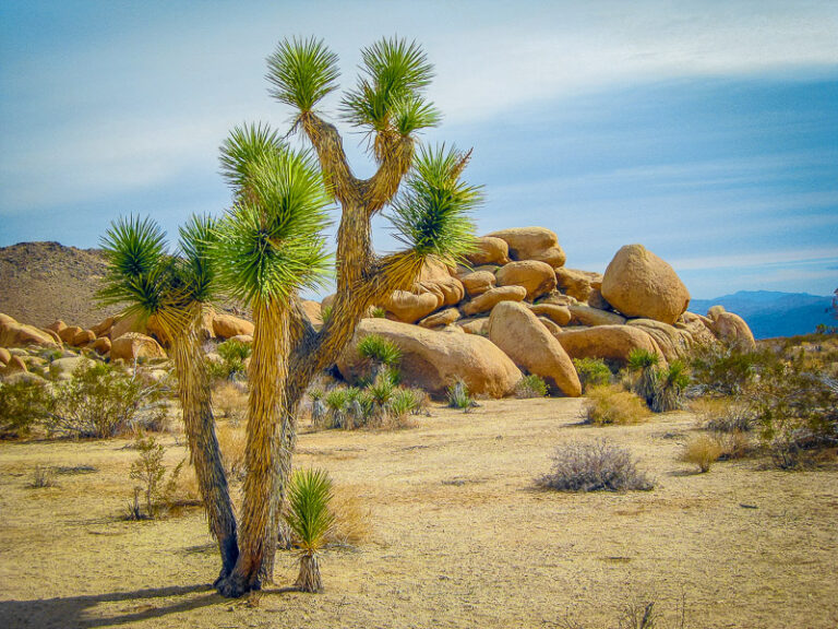 The Breathtaking Nature of Southern California (National Forests + Deserts)