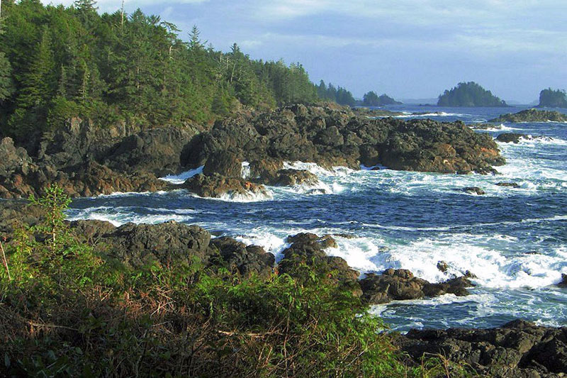 Sunset on rugged coast, waves, and ancient trees in Pacific Rim.