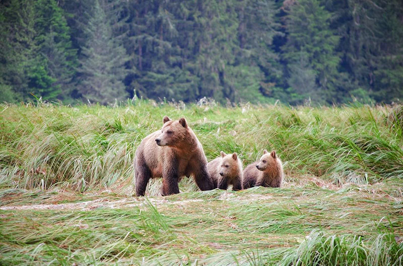 The Great Bear Rainforest misty rainforest home to diverse wildlife, ancient trees, and serene rivers.