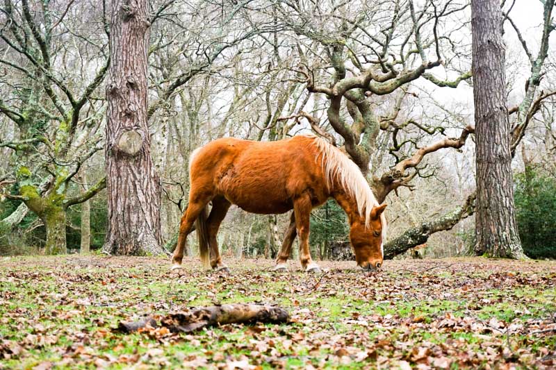 12 Best Things to Do in the New Forest: Top Attractions to Visit ...