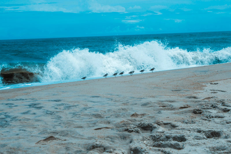 Outer Banks is a beautiful chain of islands with tall sand dunes, lighthouses, wild horses, and stunning beaches.